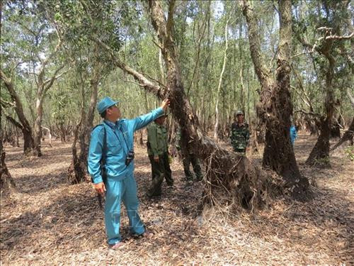 Các chốt kiểm lâm tuần tra tại phân khu A5 - khu vực hiện có dự báo cháy cấp nguy hiểm. Ảnh: Chương Đài - TTXVN Các chốt kiểm lâm tuần tra tại phân khu A5 - khu vực hiện có dự báo cháy cấp nguy hiểm. Ảnh: Chương Đài - TTXVN
