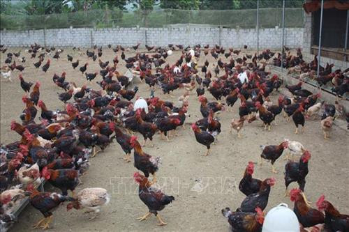 Mô hình chăn nuôi gà sạch theo tiêu chuẩn VietGAP của anh Quách Văn Bộ. Ảnh: Nguyễn Nam – TTXVN Mô hình chăn nuôi gà sạch theo tiêu chuẩn VietGAP của anh Quách Văn Bộ. Ảnh: Nguyễn Nam – TTXVN