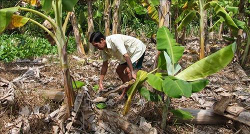 Thu nhập chính của người dân tại phân khu bảo vệ nghiêm ngặt chủ yếu từ nông nghiệp. Ảnh: Hồng Thái – TTXVN Thu nhập chính của người dân tại phân khu bảo vệ nghiêm ngặt chủ yếu từ nông nghiệp. Ảnh: Hồng Thái – TTXVN