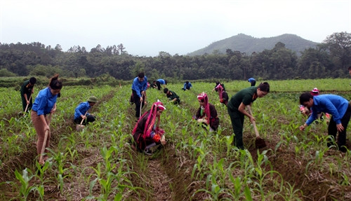Bộ đội, đoàn thanh niên cùng bà con chăm sóc cây trồng vụ mới Bộ đội, đoàn thanh niên cùng bà con chăm sóc cây trồng vụ mới