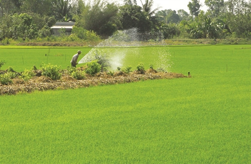 Chuyển đổi cơ cấu cây trồng từ 3 vụ lúa sang 2 vụ lúa 1 vụ màu tại huyện Châu Thành A (Hậu Giang) Chuyển đổi cơ cấu cây trồng từ 3 vụ lúa sang 2 vụ lúa 1 vụ màu tại huyện Châu Thành A (Hậu Giang)