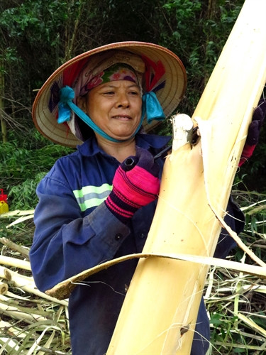 Tỉnh Phú Yên phấn đấu năm 2016 khai thác 50.000 m3 gỗ rừng trồng Tỉnh Phú Yên phấn đấu năm 2016 khai thác 50.000 m3 gỗ rừng trồng