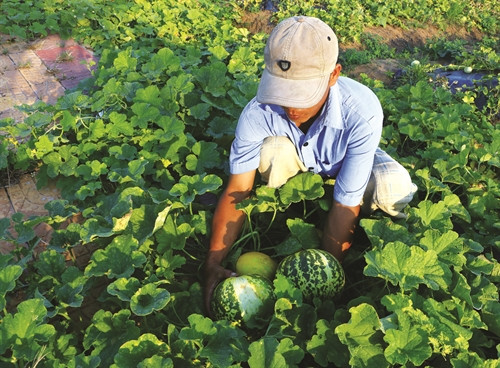 Nông dân tỉnh Hậu Giang chuyển một vụ lúa sang trồng màu Nông dân tỉnh Hậu Giang chuyển một vụ lúa sang trồng màu