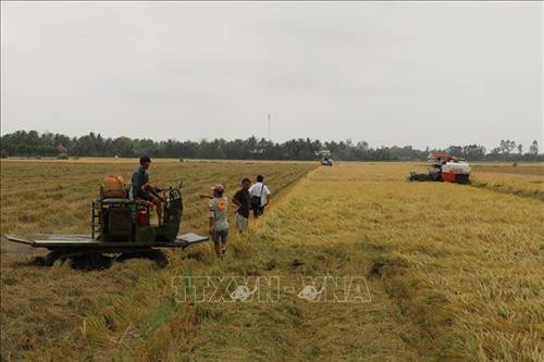 Thu hoạch vụ Đông Xuân bằng cơ giới trên cánh đồng huyện Cai Lậy. Ảnh: Minh Trí-TTXVN