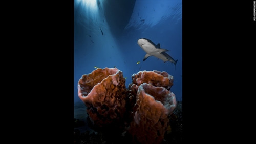 Những tuyệt phẩm dưới nước đạt giải năm 2016 ảnh 3