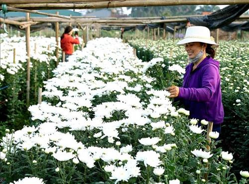 Người dân làng hoa Làng hoa Tây Tựu, quận Bắc Từ Liêm thu hoạch hoa để cung cấp cho thị trường Thủ đô và các vùng lân cận. Ảnh: Vũ Sinh - TTXVN Người dân làng hoa Làng hoa Tây Tựu, quận Bắc Từ Liêm thu hoạch hoa để cung cấp cho thị trường Thủ đô và các vùng lân cận. Ảnh: Vũ Sinh - TTXVN
