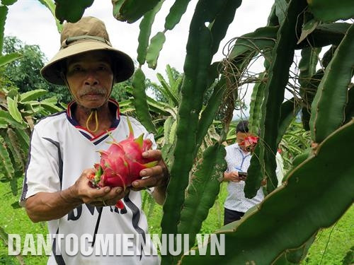 Cây thanh long ruột đỏ rất dễ trồng và chăm sóc, thời gian cho quả lại ngắn hơn so với cây tiêu, cà phê. Ảnh: Quang Thái Cây thanh long ruột đỏ rất dễ trồng và chăm sóc, thời gian cho quả lại ngắn hơn so với cây tiêu, cà phê. Ảnh: Quang Thái