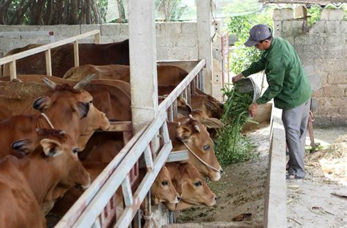 Hiệu quả mô hình trồng cỏ nuôi bò nhốt ở huyện miền núi Quỳ Hợp ảnh 3 Hiệu quả mô hình trồng cỏ nuôi bò nhốt ở huyện miền núi Quỳ Hợp ảnh 3