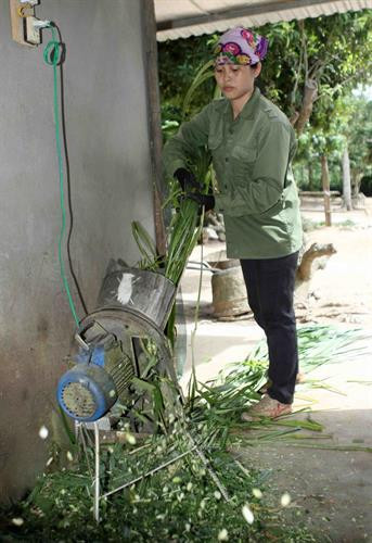 Hiệu quả mô hình trồng cỏ nuôi bò nhốt ở huyện miền núi Quỳ Hợp ảnh 4 Hiệu quả mô hình trồng cỏ nuôi bò nhốt ở huyện miền núi Quỳ Hợp ảnh 4