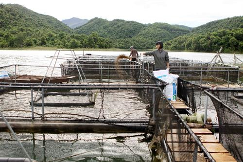 Nghệ An giúp dân nuôi cá bằng lồng công nghệ mới ảnh 2 Nghệ An giúp dân nuôi cá bằng lồng công nghệ mới ảnh 2