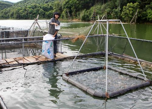 Nghệ An giúp dân nuôi cá bằng lồng công nghệ mới ảnh 1 Nghệ An giúp dân nuôi cá bằng lồng công nghệ mới ảnh 1