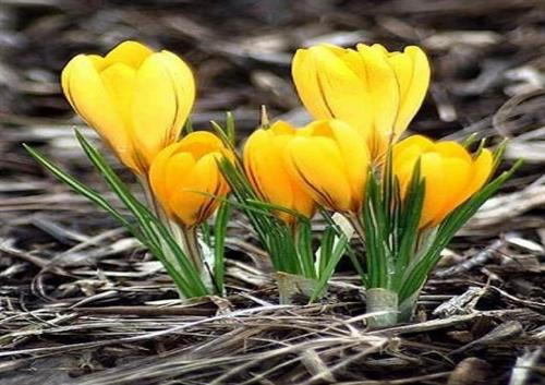 Cây Nghệ tây không chỉ có hoa đẹp rực rỡ mà còn là cây thuốc tại nhà cực tốt. Ảnh: vietq.vn Cây Nghệ tây không chỉ có hoa đẹp rực rỡ mà còn là cây thuốc tại nhà cực tốt. Ảnh: vietq.vn