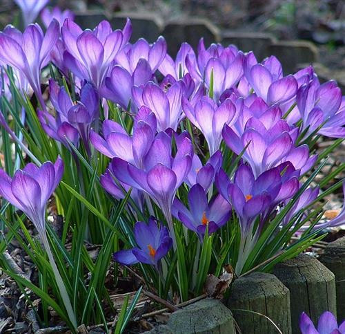 Kỹ thuật trồng cây Nghệ tây bằng củ đơn giản. Ảnh:vietq.vn Kỹ thuật trồng cây Nghệ tây bằng củ đơn giản. Ảnh:vietq.vn