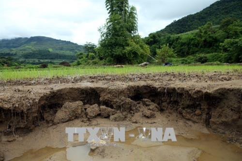 Những mảnh ruộng bị sạt lở trơ gốc mạ sau trận lũ tại bản Na Sang 2, huyện Điện Biên. Ảnh: Phan Tuấn Anh – TTXVN Những mảnh ruộng bị sạt lở trơ gốc mạ sau trận lũ tại bản Na Sang 2, huyện Điện Biên. Ảnh: Phan Tuấn Anh – TTXVN