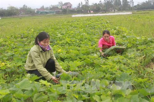 Nghệ An trồng bí xanh hiệu quả kinh tế cao gấp 3 lần trồng lúa. Ảnh: Tá Chuyên - TTXVN Nghệ An trồng bí xanh hiệu quả kinh tế cao gấp 3 lần trồng lúa. Ảnh: Tá Chuyên - TTXVN