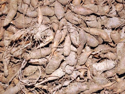 Củ sâm đất Củ sâm đất