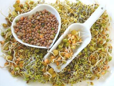 Lợi ích của rau mầm ảnh 1 Lợi ích của rau mầm ảnh 1