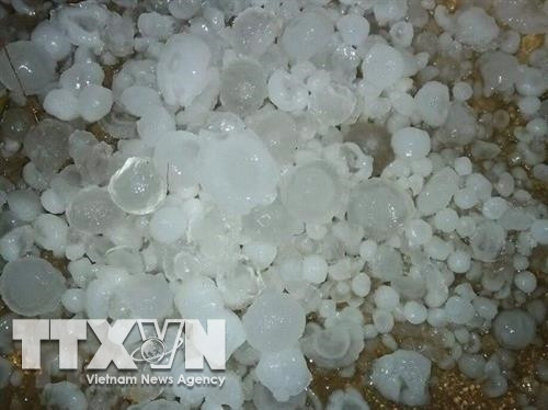 Trận mưa đá tại xã Nậm Chảy huyện Mường Khương kéo dài khoảng 15 phút, hạt đá lớn có đường kính lớn khoảng 1 - 1,5 cm. Ảnh: Lục Hương Thu - TTXVN.