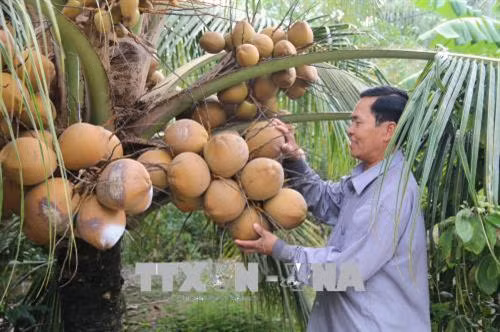 Thu nhập cao từ giống cây dừa Mã Lai đang cho thu hoạch ở tỉnh Tiền Giang. Ảnh: Minh Trí - TTXVN