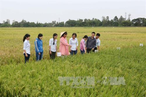 GS.TS Nguyễn Thị Lang, nguyên Trưởng Bộ môn Di truyền và chọn giống, Viện lúa ĐBSCL, đi khảo sát lúa giống. Ảnh: Phương Hoa - TTXVN GS.TS Nguyễn Thị Lang, nguyên Trưởng Bộ môn Di truyền và chọn giống, Viện lúa ĐBSCL, đi khảo sát lúa giống. Ảnh: Phương Hoa - TTXVN
