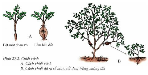 Cách chiết cành cây. Ảnh: baitapsgk.com