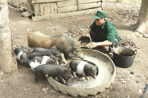 Chăm sóc cây bời lời Già làng Hồ Lua chăm sóc đàn lợn Chăm sóc cây bời lời Già làng Hồ Lua chăm sóc đàn lợn