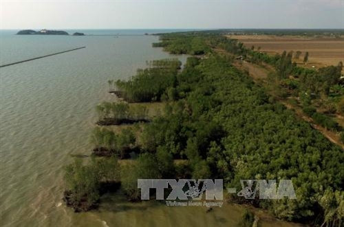 Một vạt rừng phòng hộ đứng trước nguy cơ bị sóng biển cuốn trôi tại xã Khánh Bình Tây, huyện Trần Văn Thời, tỉnh Cà Mau. Ảnh: An Hiếu/TTXVN Một vạt rừng phòng hộ đứng trước nguy cơ bị sóng biển cuốn trôi tại xã Khánh Bình Tây, huyện Trần Văn Thời, tỉnh Cà Mau. Ảnh: An Hiếu/TTXVN