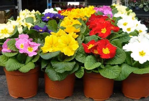 Kỹ thuật trồng cây hoa báo xuân mang đến cho không gian ngày Tết rực rỡ, ấn tượng. Ảnh: vietq.vn