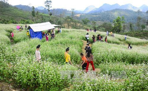 Đông đảo du khách tham quan vườn hoa tam giác mạch trên đỉnh đèo Pha Đin. Ảnh: Xuân Tư – TTXVN