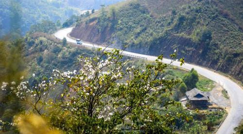 Hoa Ban nở trên đèo Pha Đin. Ảnh: Xuân Tư – TTXVN