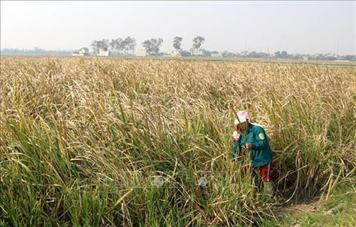 Ruộng trồng cây niễng của gia đình chị Nguyễn Thị Lý, thôn 1, xã Thiệu Vân, thành phố Thanh Hóa. Ảnh: Nguyễn Nam - TTXVN
