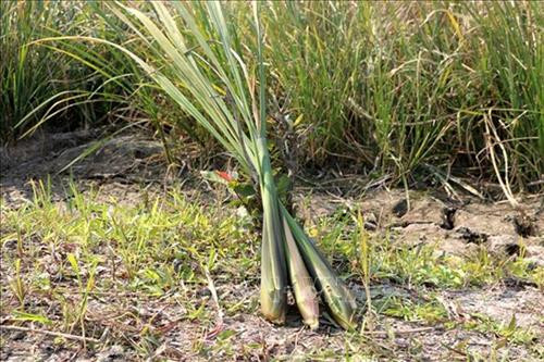 Củ niễng vừa được thu hoạch. Ảnh: Nguyễn Nam - TTXVN