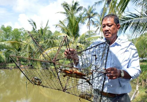 Nuôi cua thương phẩm.Ảnh: danviet.vn Nuôi cua thương phẩm.Ảnh: danviet.vn