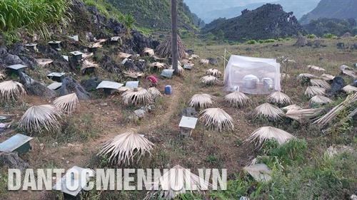 Người dân huyện Mèo Vạc đã phát triển được khoảng 17.000 đàn ong. Ảnh: Nguyễn Chiến Người dân huyện Mèo Vạc đã phát triển được khoảng 17.000 đàn ong. Ảnh: Nguyễn Chiến