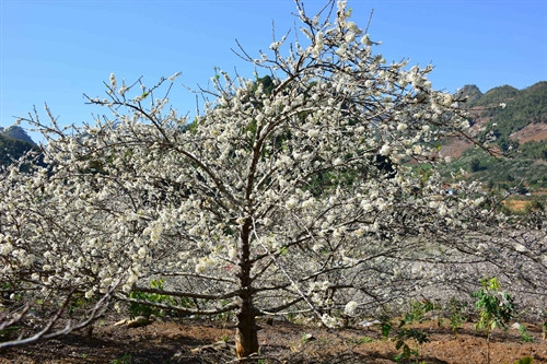 Cứ mỗi độ xuân về, hoa mận lại nở trắng núi rừng Tây Bắc. Ảnh: Công Luật- TTXVN Cứ mỗi độ xuân về, hoa mận lại nở trắng núi rừng Tây Bắc. Ảnh: Công Luật- TTXVN