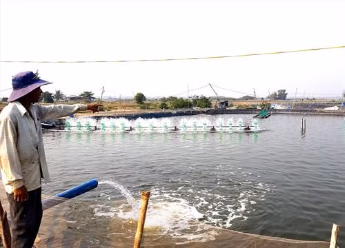 Ông Đoàn Văn Hùng ở thôn Bình An, xã Tam Hòa, huyện Nam Thành chuyển sang mô hình nuôi tôm trên ruộng muối. Ảnh: baoquangnam.vn