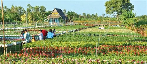 Làng hoa Sa Đéc, điểm đến hấp dẫn của du khách trên khắp cả nước.