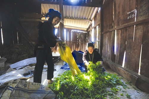 Trên địa bàn 4 xã nằm trong dự án quy hoạch vùng chè ở huyện Tủa Chùa hiện có 4 nhà máy thu mua chè Shan Tuyết của đồng bào Sơ chế búp chè Ông Hạng A Chư, người Mông, là một điển hình làm kinh tế giỏi từ cây chè Shan Tuyết ở thôn Hấu Chua, xã Sín Chải. Chăm sóc chè Shan Tuyết giống