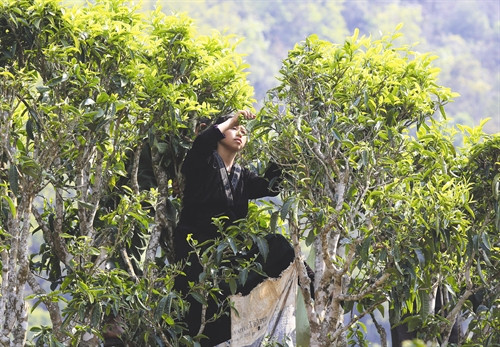 Thu hoạch chè Shan Tuyết ở xã Sín Chải, huyện Tủa Chùa