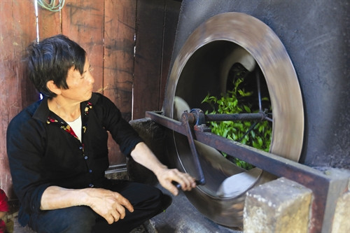 Trên địa bàn 4 xã nằm trong dự án quy hoạch vùng chè ở huyện Tủa Chùa hiện có 4 nhà máy thu mua chè Shan Tuyết của đồng bào Sơ chế búp chè Ông Hạng A Chư, người Mông, là một điển hình làm kinh tế giỏi từ cây chè Shan Tuyết ở thôn Hấu Chua, xã Sín Chải. Chăm sóc chè Shan Tuyết giống