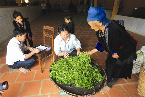 Trên địa bàn 4 xã nằm trong dự án quy hoạch vùng chè ở huyện Tủa Chùa hiện có 4 nhà máy thu mua chè Shan Tuyết của đồng bào Sơ chế búp chè Ông Hạng A Chư, người Mông, là một điển hình làm kinh tế giỏi từ cây chè Shan Tuyết ở thôn Hấu Chua, xã Sín Chải. Chăm sóc chè Shan Tuyết giống