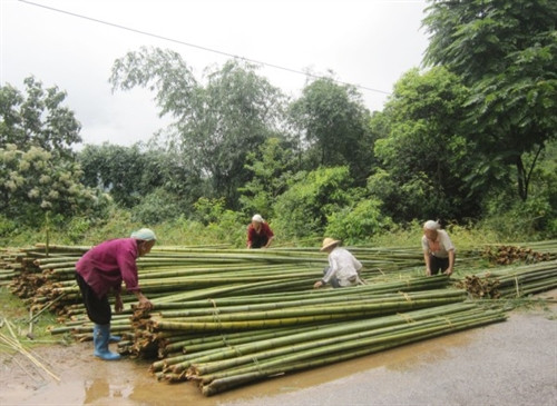 Nhiều hộ nông dân xã Vũ Nông (Nguyên Bình) trồng cây trúc sào đem lại hiệu quả kinh tế Nhiều hộ nông dân xã Vũ Nông (Nguyên Bình) trồng cây trúc sào đem lại hiệu quả kinh tế