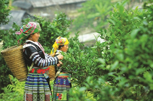 Đồng bào Mông ở xã Phình Hồ, huyện Trạm Tấu thu hoạch chè Đồng bào Mông ở xã Phình Hồ, huyện Trạm Tấu thu hoạch chè