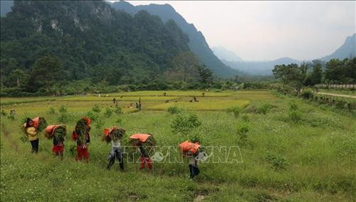Bà con đồng bào Rục tại xã Thượng Hóa, huyện Minh Hóa thu hoạch lúa trên cách đồng Rục Làn. Ảnh: TTXVN