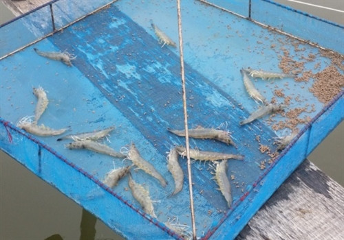 Tôm đã vào size có thể thu hoạch (phải). Ảnh: Hoàng Tùng Tôm đã vào size có thể thu hoạch (phải). Ảnh: Hoàng Tùng