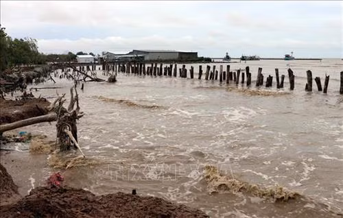 Sạt lở nghiêm trọng khu vực bờ biển Tiểu Dừa, xã Vân Khánh Tây, huyện An Minh. Ảnh: Lê Huy Hải - TTXVN