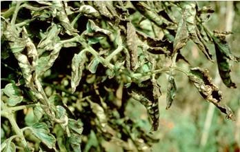 Bệnh xoăn lá trên cây cà chua. Ảnh: nongnghieptre.com