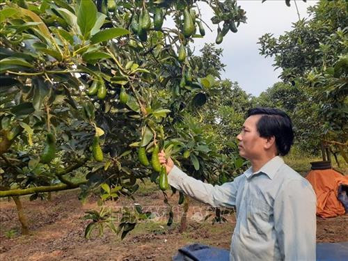 Bơ trái vụ chuẩn bị cho thu hoạch của gia đình ông Đỗ Chiếm Quang, ấp Liên Hiệp, xã Xà Bang, huyện Châu Đức, tỉnh Bà Rịa-Vũng Tàu. Ảnh: Hoàng Nhị - TTXVN Bơ trái vụ chuẩn bị cho thu hoạch của gia đình ông Đỗ Chiếm Quang, ấp Liên Hiệp, xã Xà Bang, huyện Châu Đức, tỉnh Bà Rịa-Vũng Tàu. Ảnh: Hoàng Nhị - TTXVN