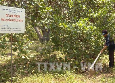 Chăm sóc điều trên diện tích trồng theo mô hình mới tại xã Cát Tường, huyện Phù Cát. Ảnh: Dương Ngọc - TTXVN.