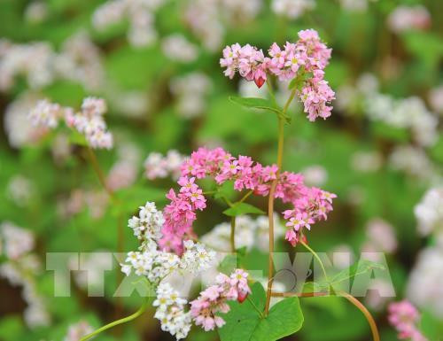 Vẻ đẹp của hoa tam giác mạch. Ảnh: Minh Đức - TTXVN Vẻ đẹp của hoa tam giác mạch. Ảnh: Minh Đức - TTXVN